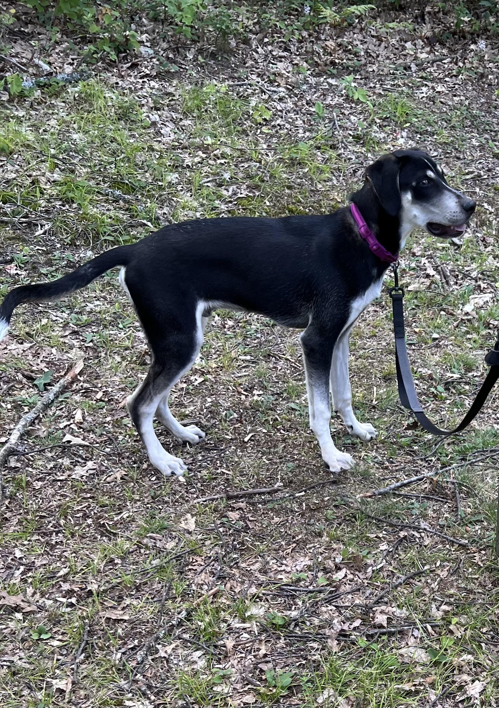 George, a Adoptable mixed breed in Eaton Rapids, MI image 4/6