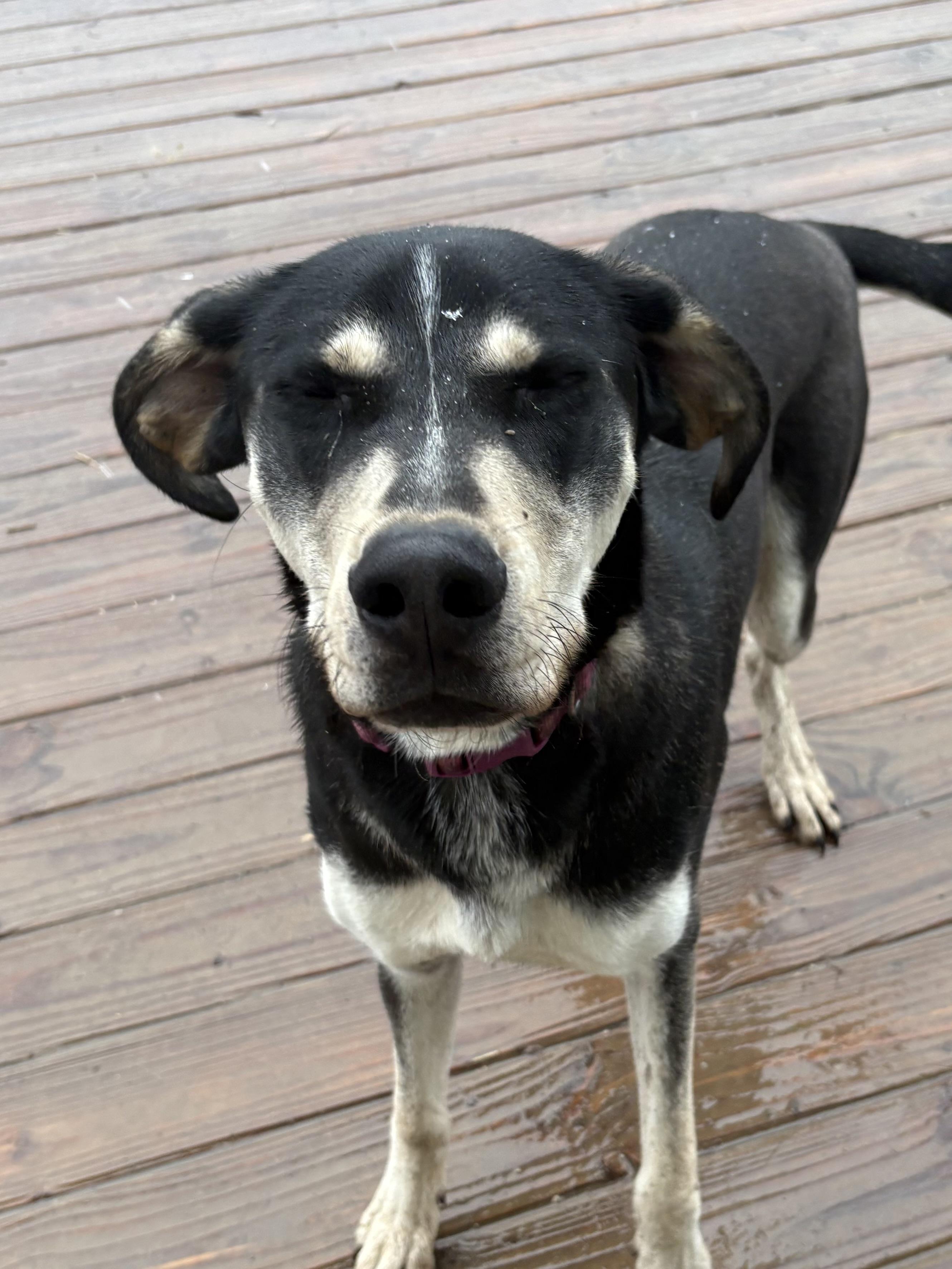 Enlarge George, a Adoptable mixed breed in Eaton Rapids, MI image 2/6
