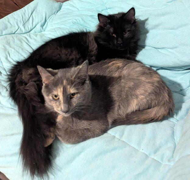 Toothless and Fall, ADOPTABLE, Kitten Male Domestic Medium Hair.