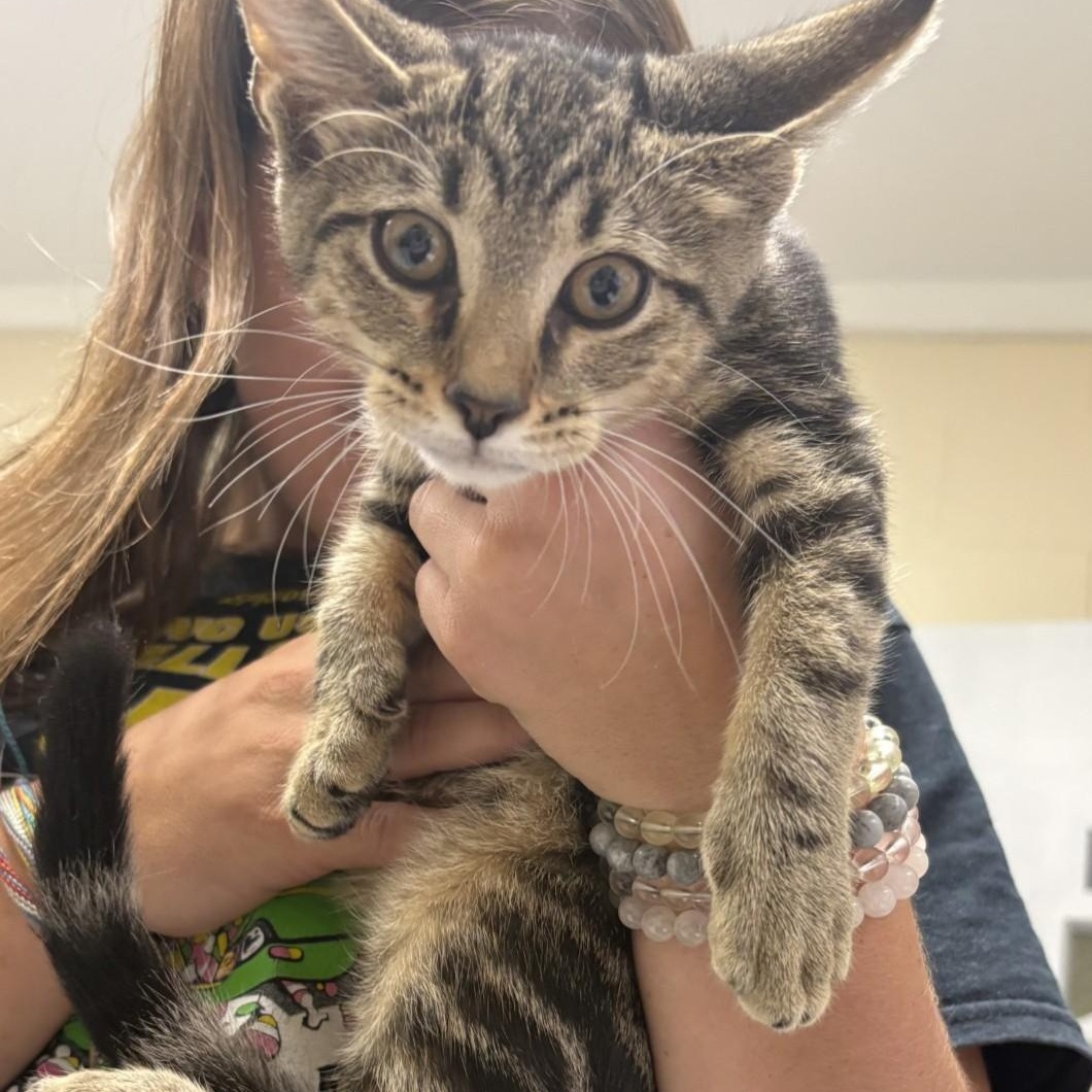 Meatloaf, ADOPTABLE, Young Male Domestic Short Hair.