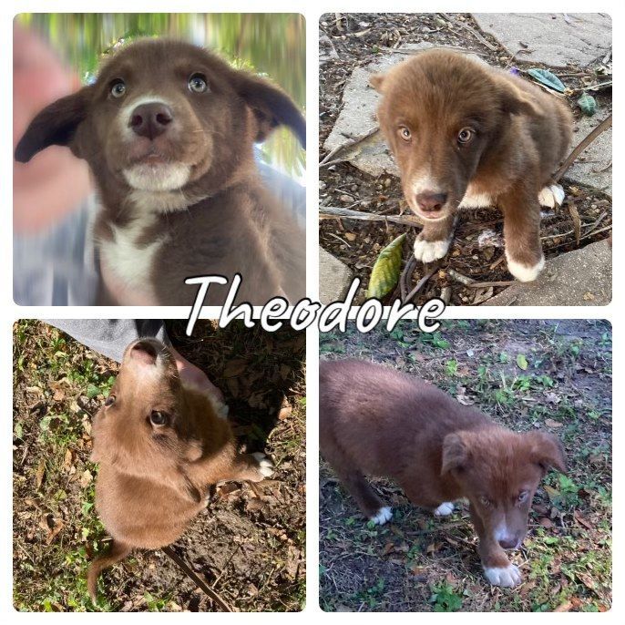 Theodore , Adopted, Puppy Male Australian Shepherd & Husky.