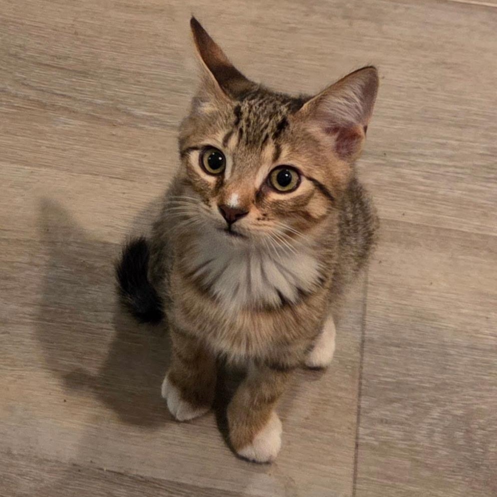 Alex, Adoptable, Kitten Male Domestic Short Hair.