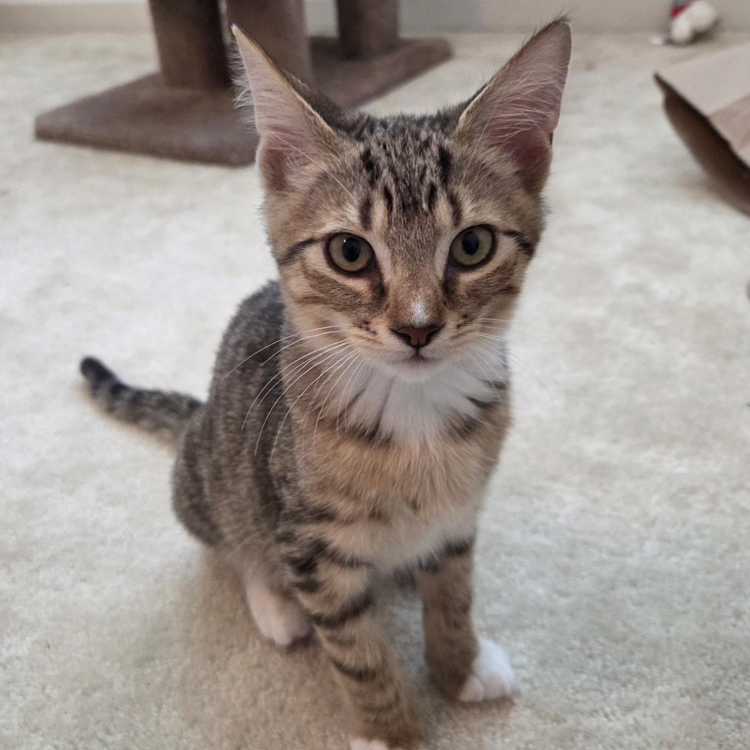Enlarge Alex, a Adoptable Domestic Short Hair in Sewell, NJ image 3/4