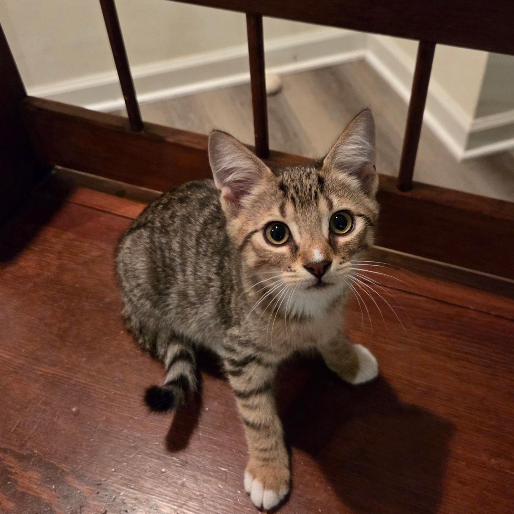 Enlarge Alex, a Adoptable Domestic Short Hair in Sewell, NJ image 2/4