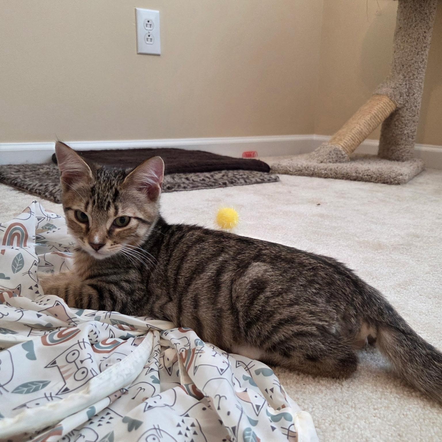 Enlarge Alex, a Adoptable Domestic Short Hair in Sewell, NJ image 4/4
