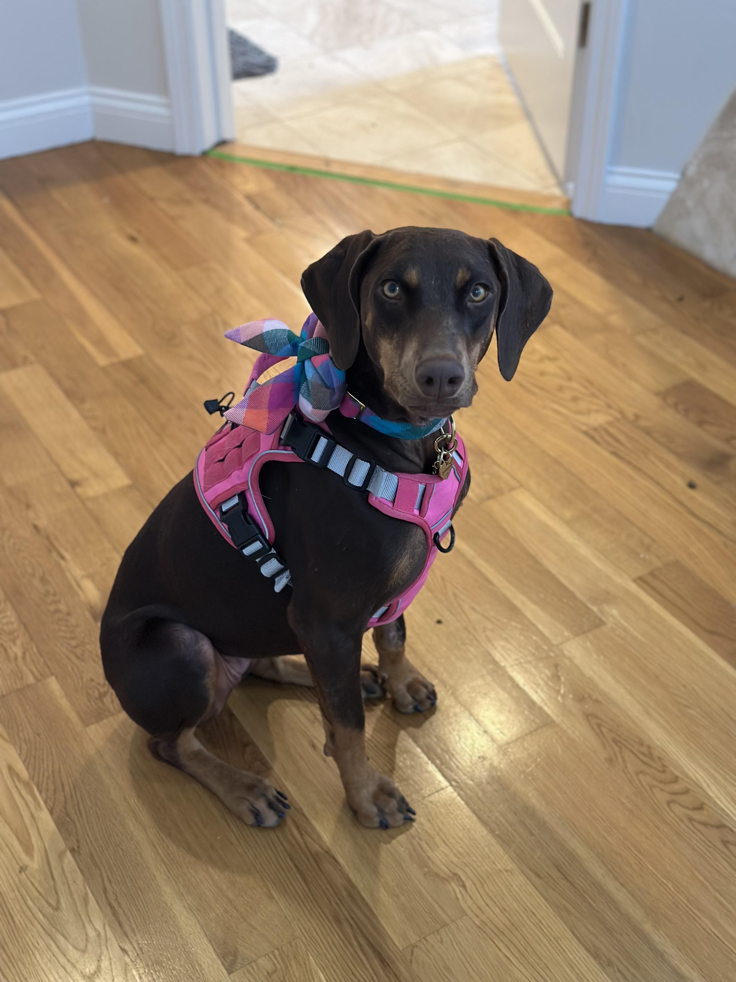 Sabrina, Adoptable, Young Female Doberman Pinscher.