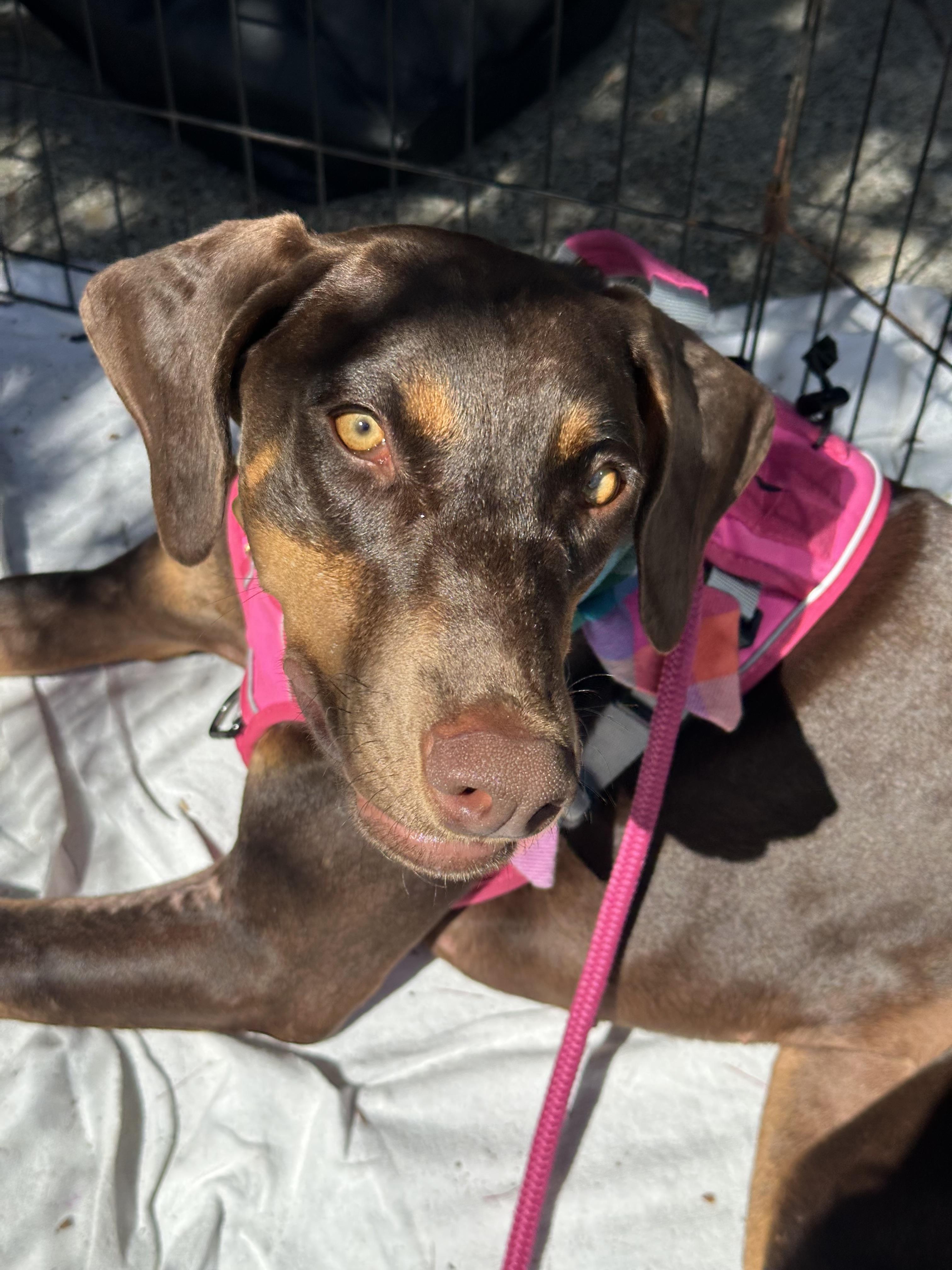 Enlarge Sabrina, a Adoptable Doberman Pinscher in Kensington, CA image 2/4