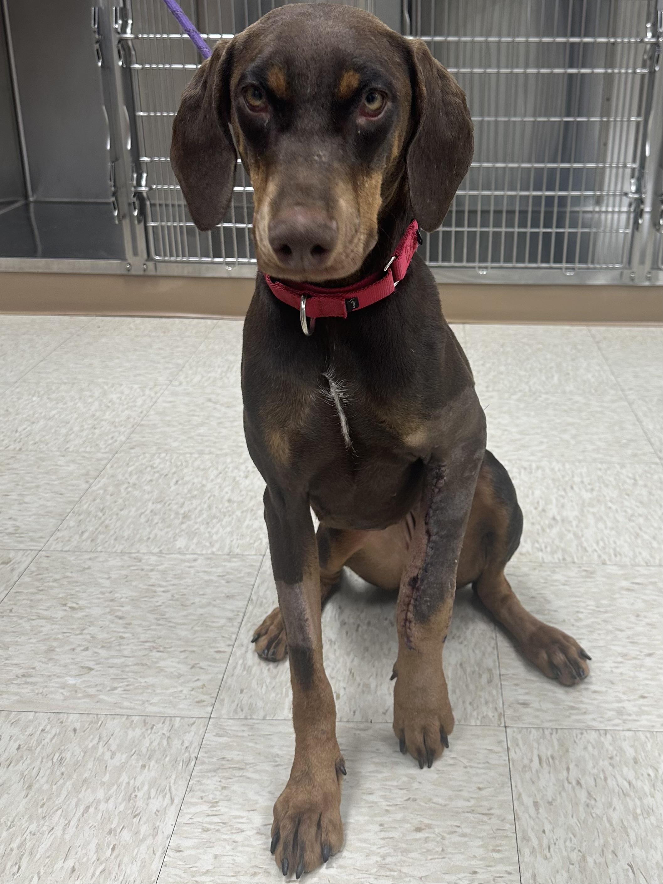Enlarge Sabrina, a Adoptable Doberman Pinscher in Kensington, CA image 3/4