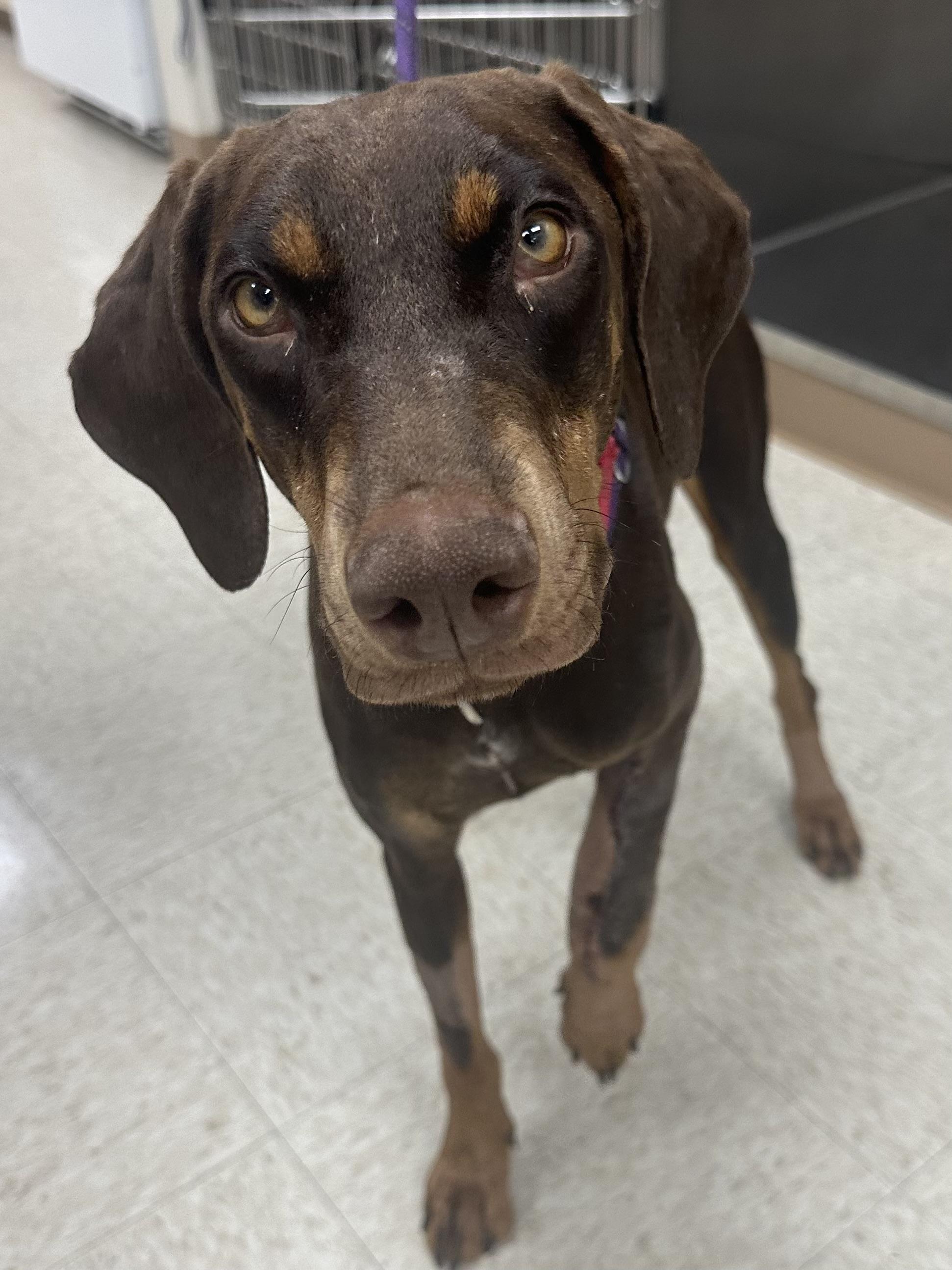 Enlarge Sabrina, a Adoptable Doberman Pinscher in Kensington, CA image 4/4