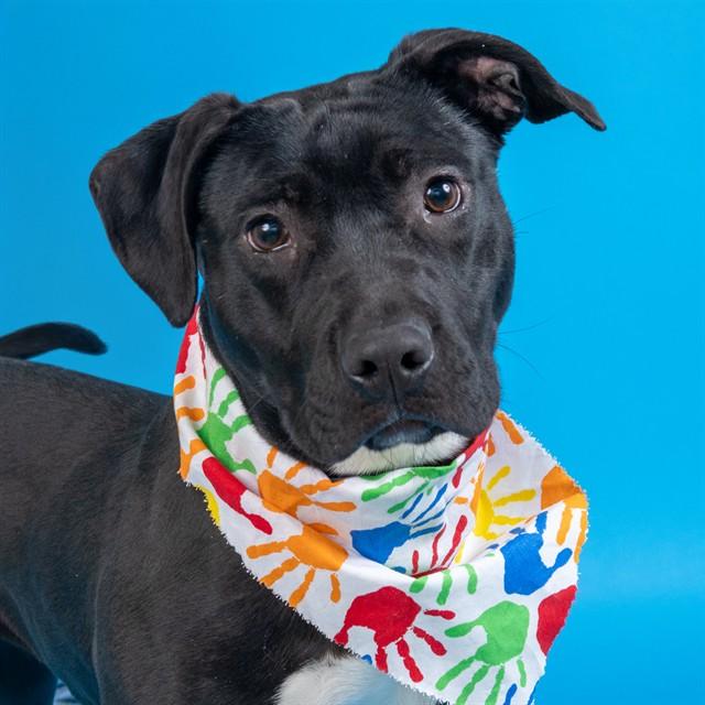 FUEGO, Adoptable, Young Female Pit Bull Terrier & Mixed Breed.