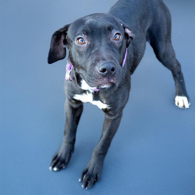 Enlarge FUEGO, a Adoptable mixed breed in Saint Louis, MO image 1/1