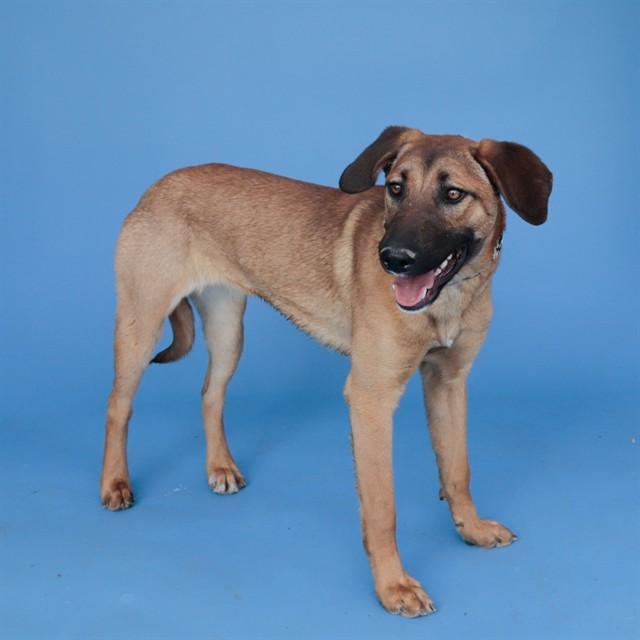 Enlarge PAYTON, a Adoptable mixed breed in Baldwin Park, CA image 1/1