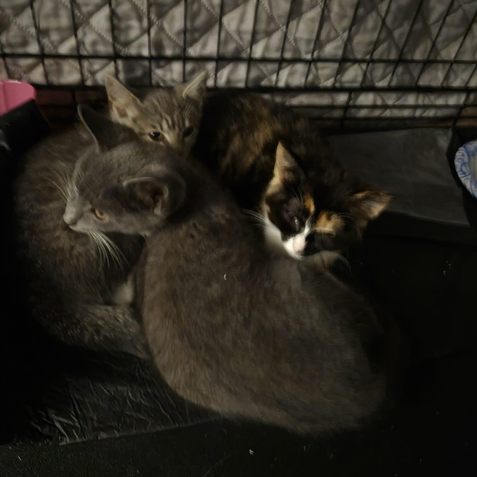 Enlarge Valerie (F) & Vance (M), an adopted Domestic Short Hair in Bellmawr, NJ image 2/3