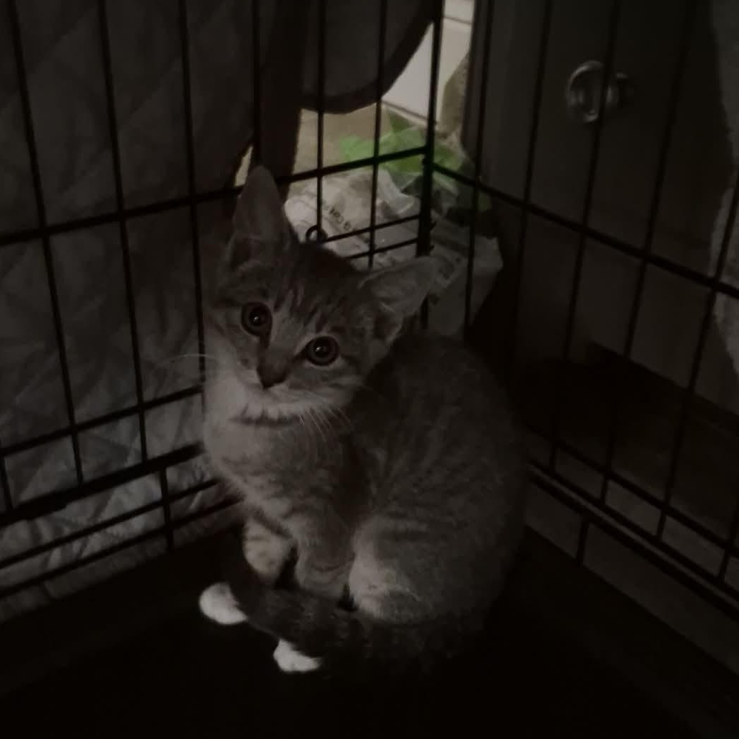 Enlarge Valerie (F) & Vance (M), an adopted Domestic Short Hair in Bellmawr, NJ image 3/3