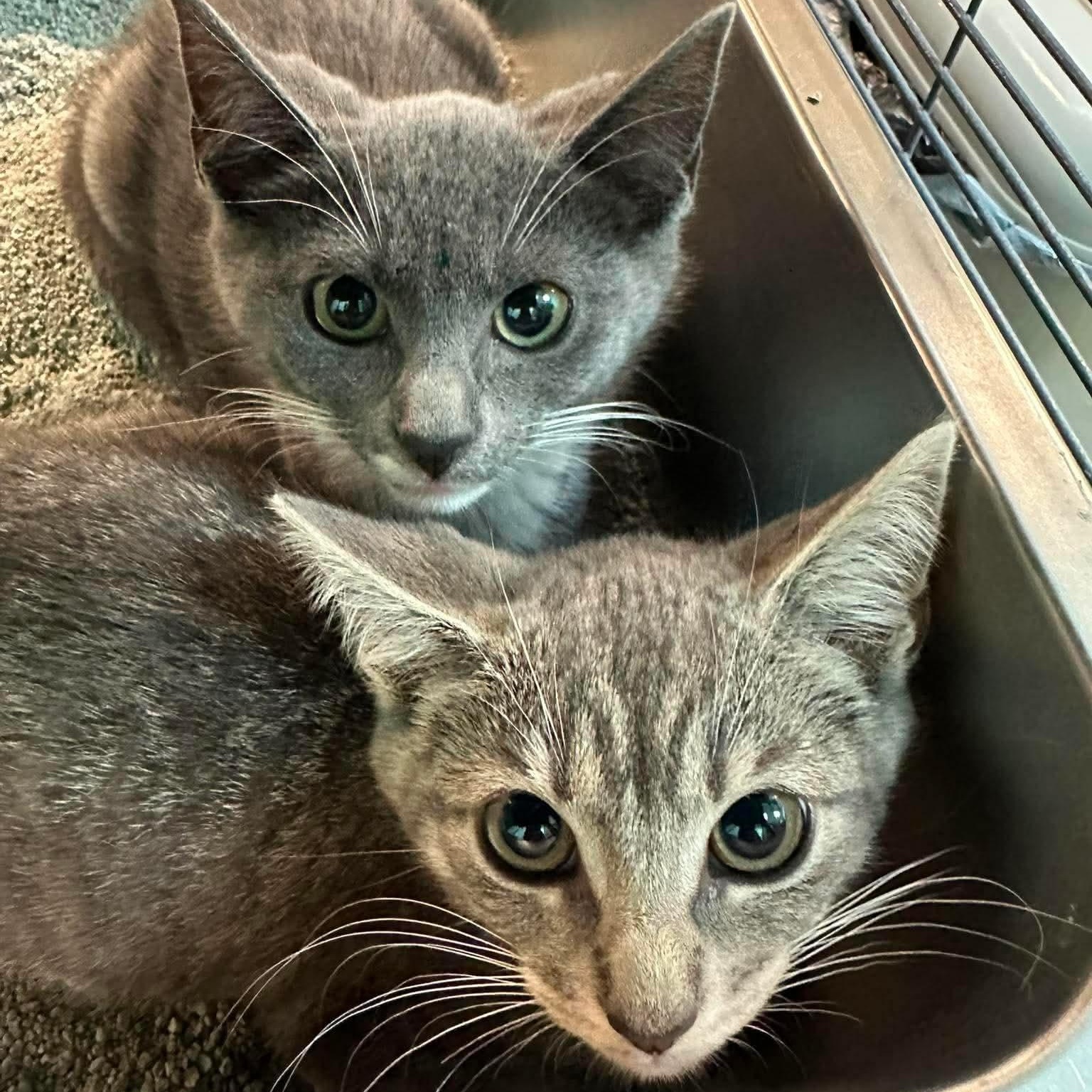 Enlarge Valerie (F) & Vance (M), an adopted Domestic Short Hair in Bellmawr, NJ image 1/3