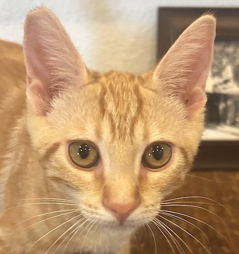 Enlarge OzzyB, a ADOPTABLE mixed breed in Fair Oaks, CA image 1/1