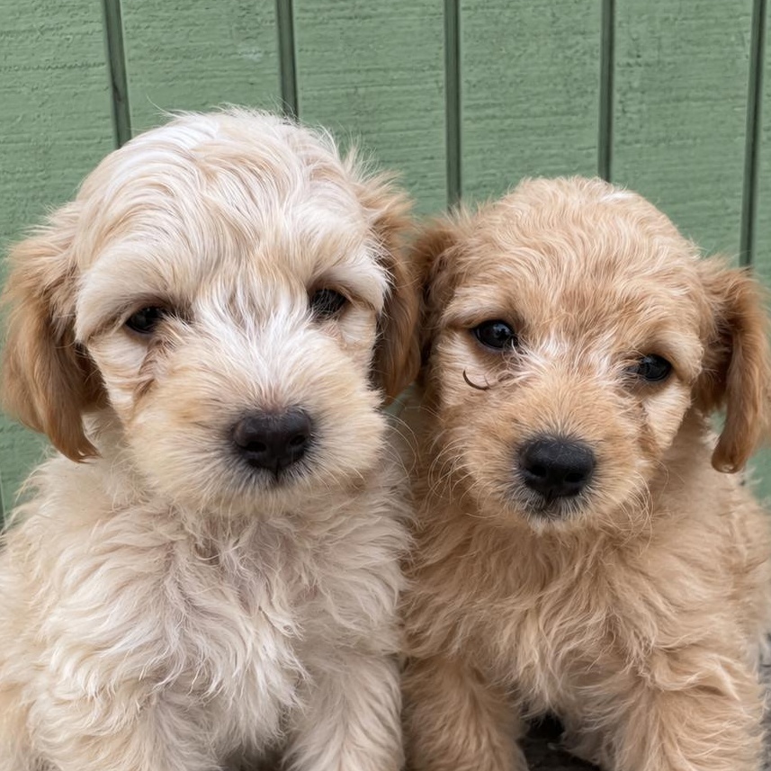 Biscotti and Figgy, Adoptable, Puppy Male Goldendoodle.
