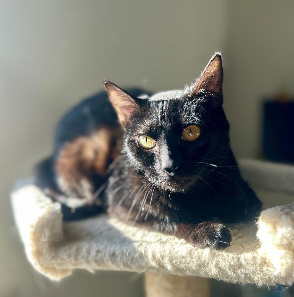 Cupid, ADOPTABLE, Young Female Domestic Short Hair.