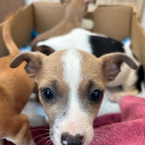 Hearts (The Deck Litter) — thumbnail 3