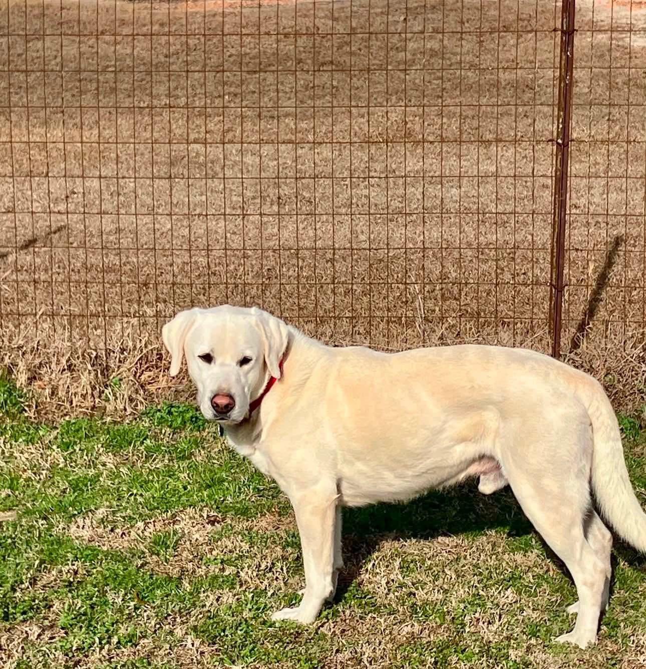 Enlarge Mac, a ADOPTABLE mixed breed in Elkton, MD image 4/6