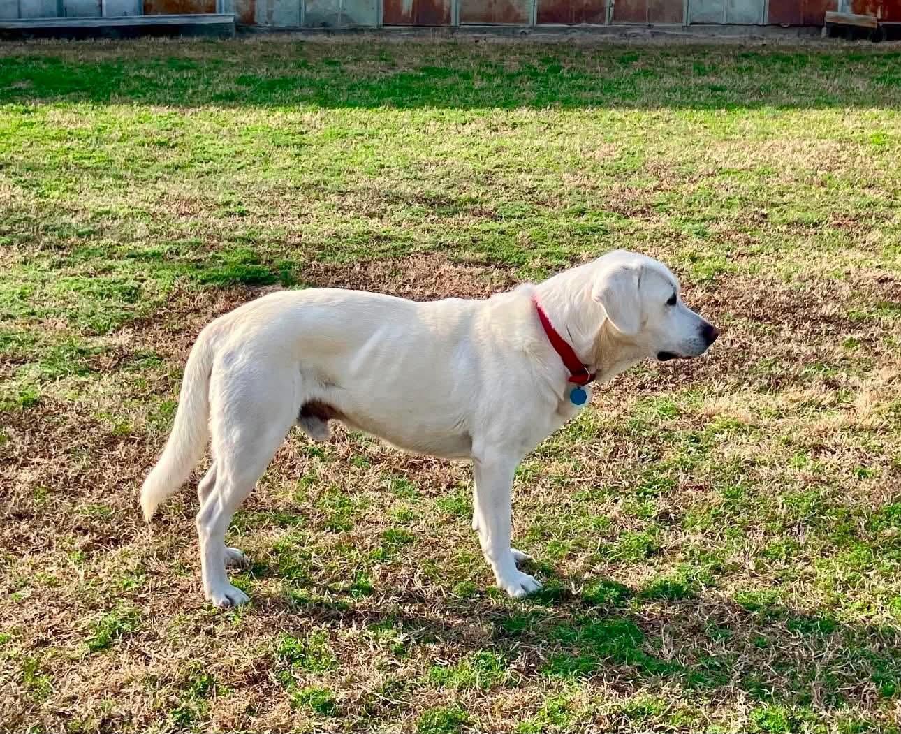 Enlarge Mac, a ADOPTABLE mixed breed in Elkton, MD image 5/6