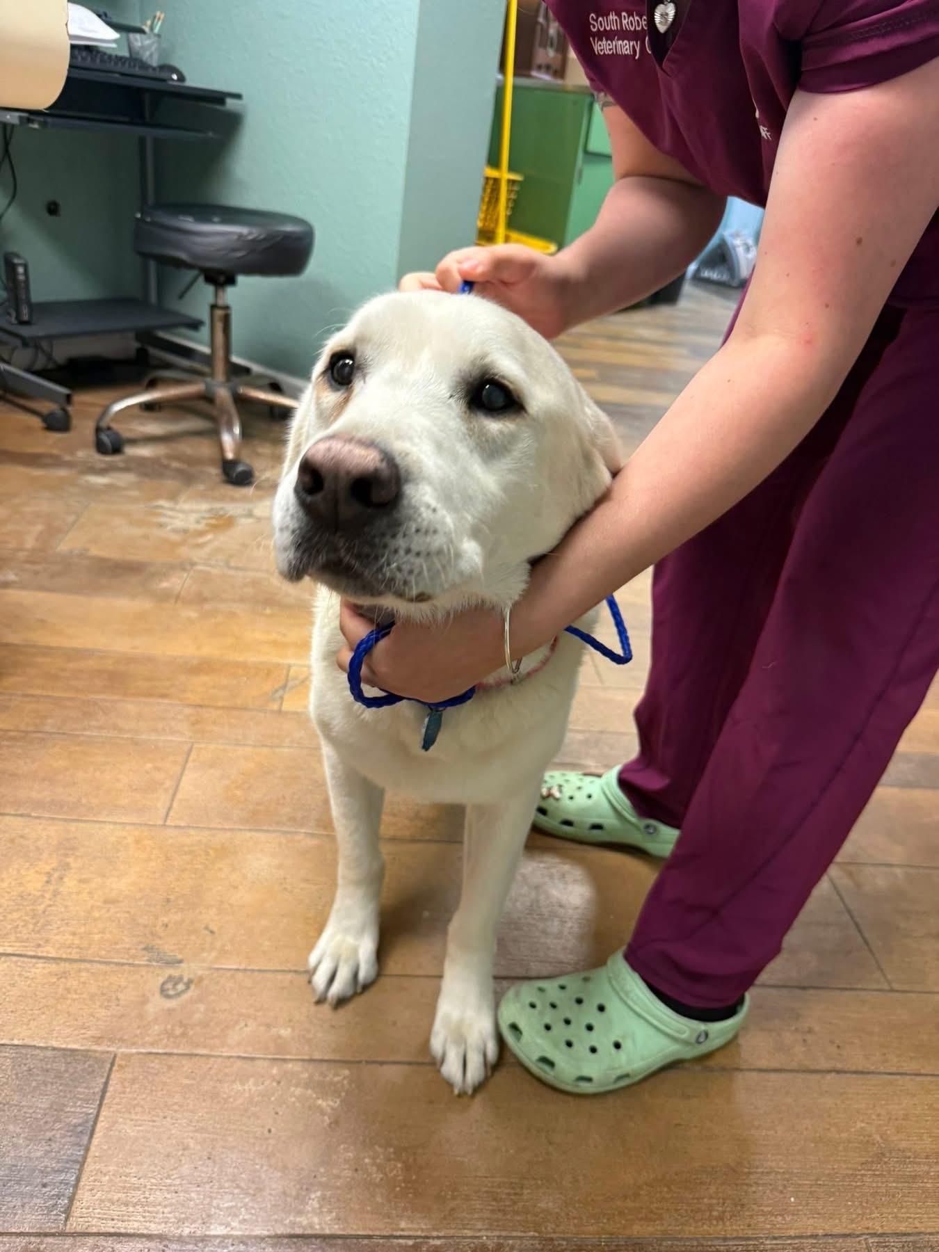 Enlarge Mac, a ADOPTABLE mixed breed in Elkton, MD image 3/6