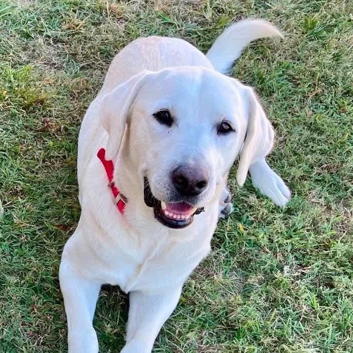 Mac, ADOPTABLE, Senior Male Labrador Retriever.