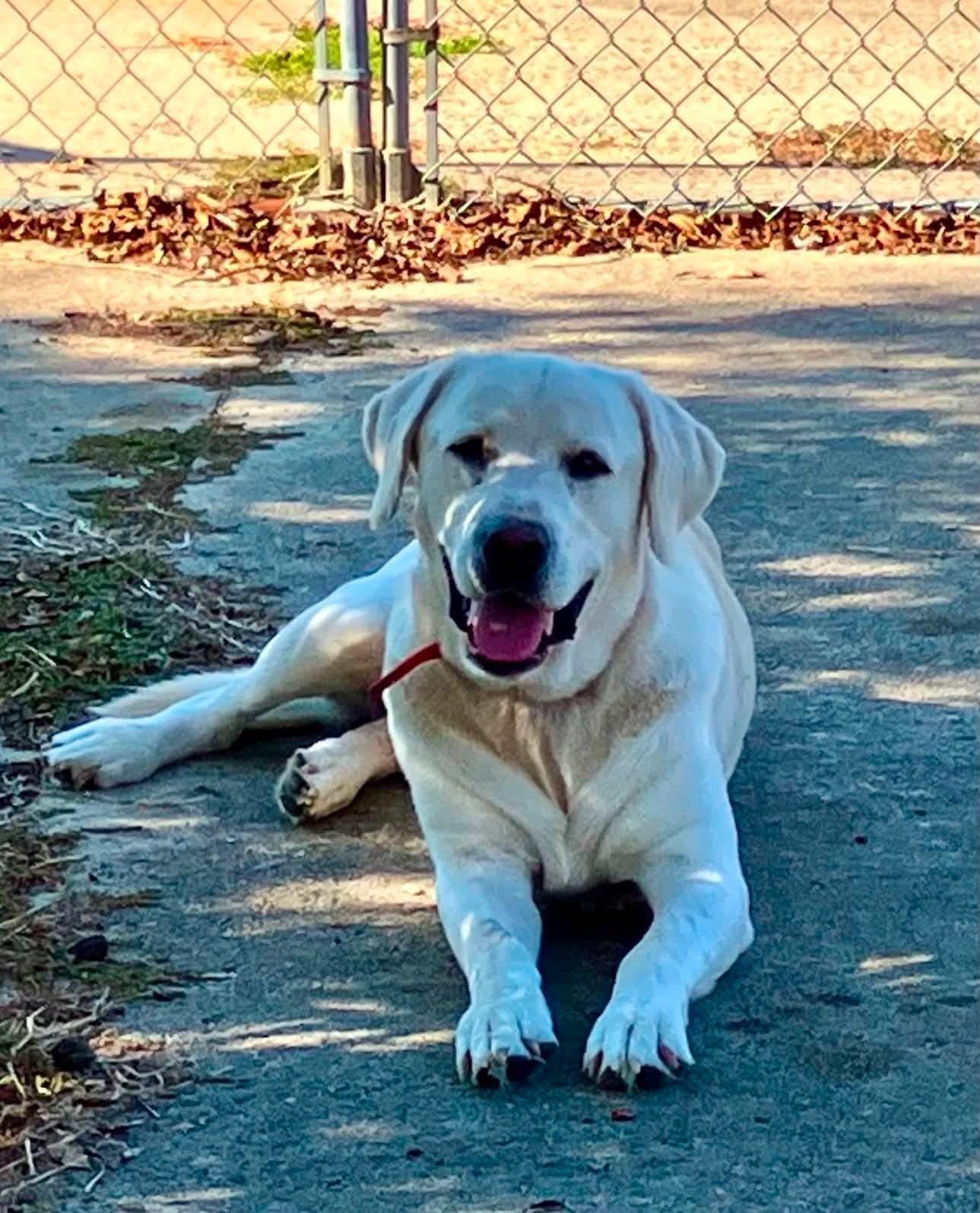 Enlarge Mac, a ADOPTABLE mixed breed in Elkton, MD image 2/6