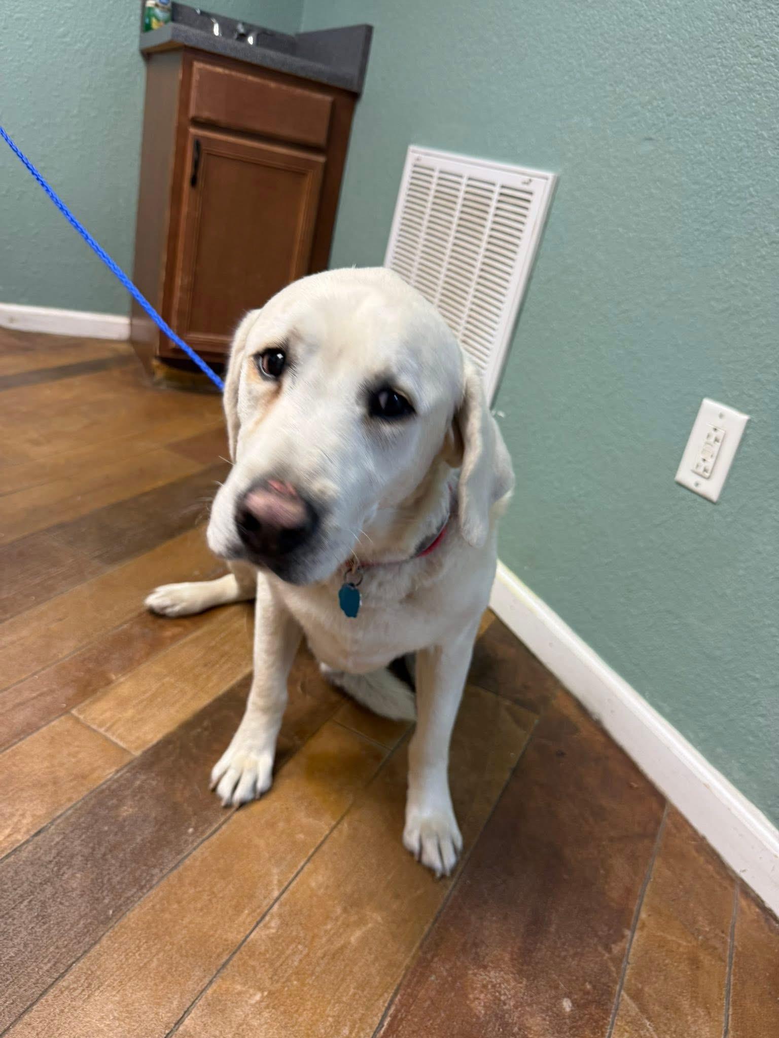 Enlarge Mac, a ADOPTABLE mixed breed in Elkton, MD image 6/6