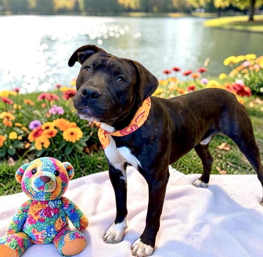 Enlarge Jake, a Adoptable mixed breed in Perry, IA image 4/6
