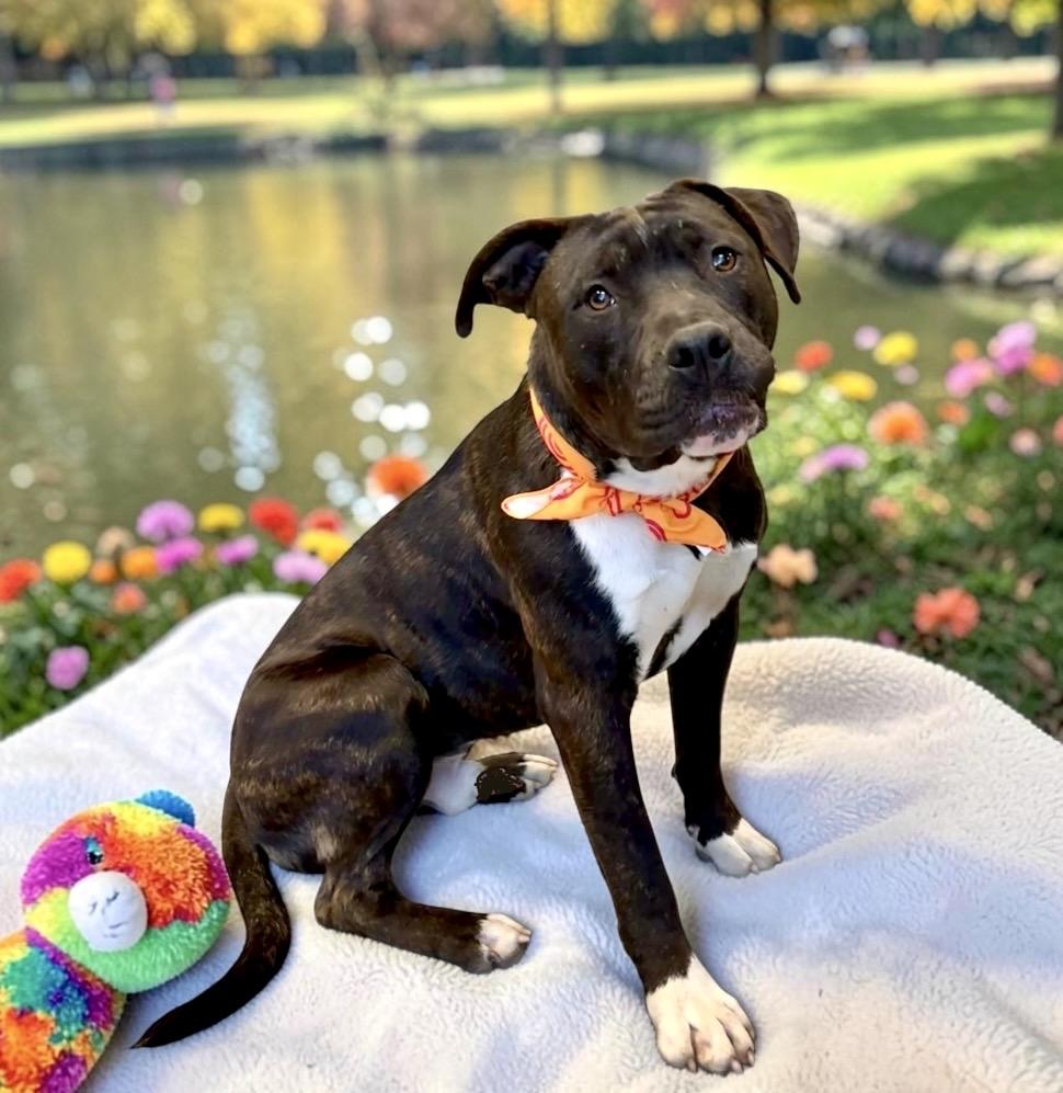 Enlarge Jake, a Adoptable mixed breed in Perry, IA image 3/6