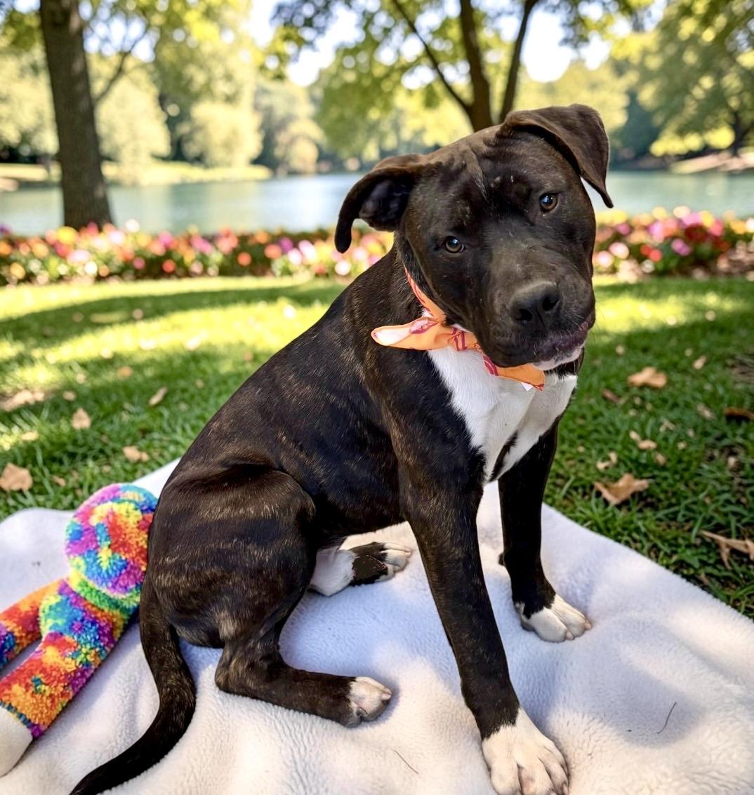 Enlarge Jake, a Adoptable mixed breed in Perry, IA image 6/6