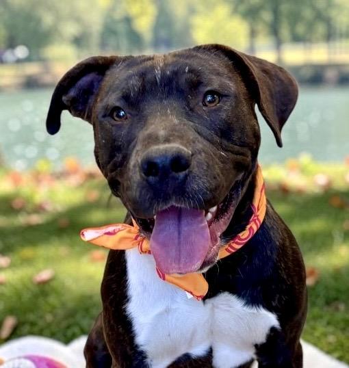 Jake, Adoptable, Young Male Staffordshire Bull Terrier.
