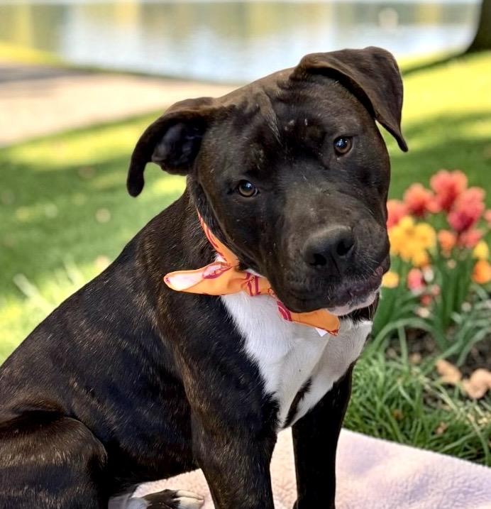 Enlarge Jake, a Adoptable mixed breed in Perry, IA image 2/6