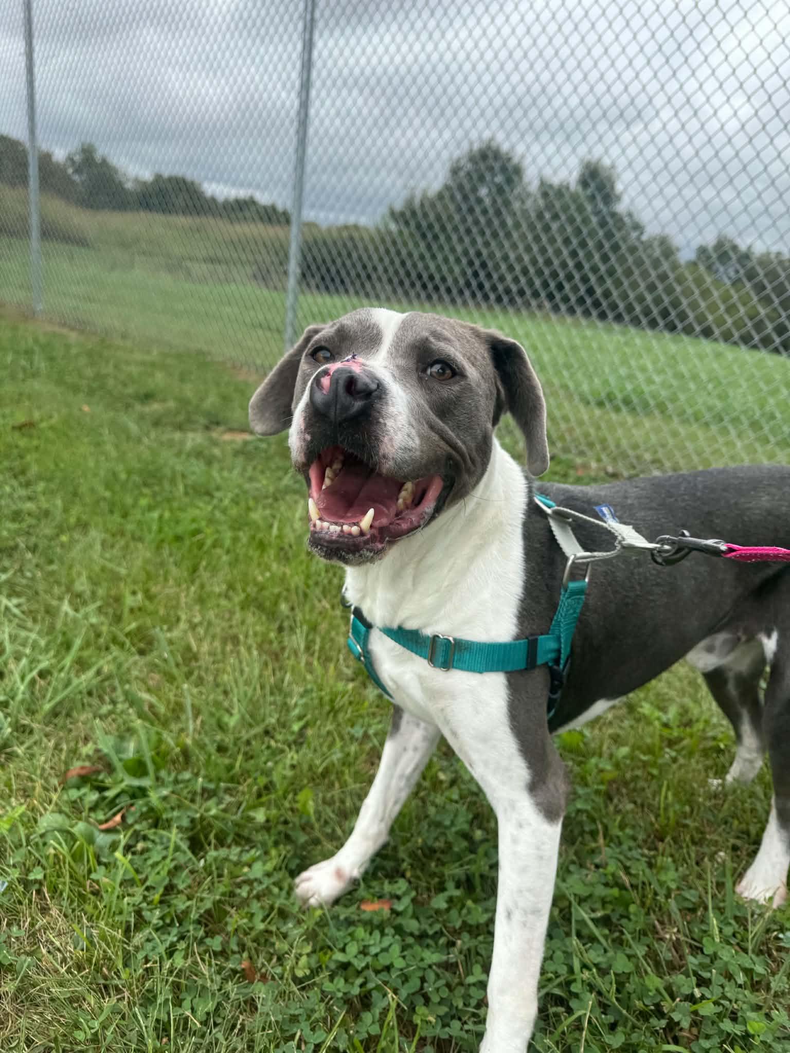 Enlarge Mort, a Adoptable mixed breed in Shelbyville, KY image 1/4