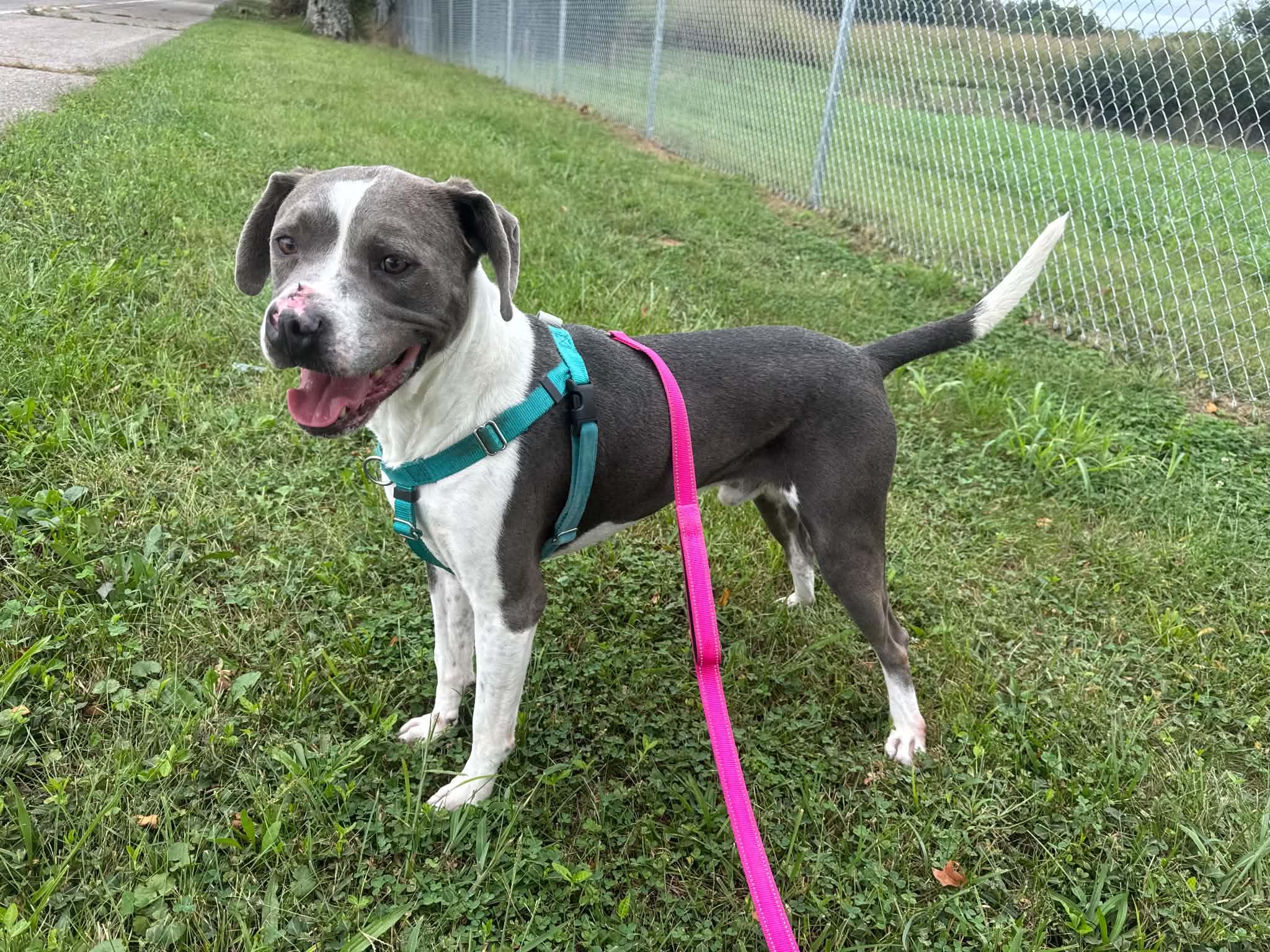 Enlarge Mort, a Adoptable mixed breed in Shelbyville, KY image 2/4