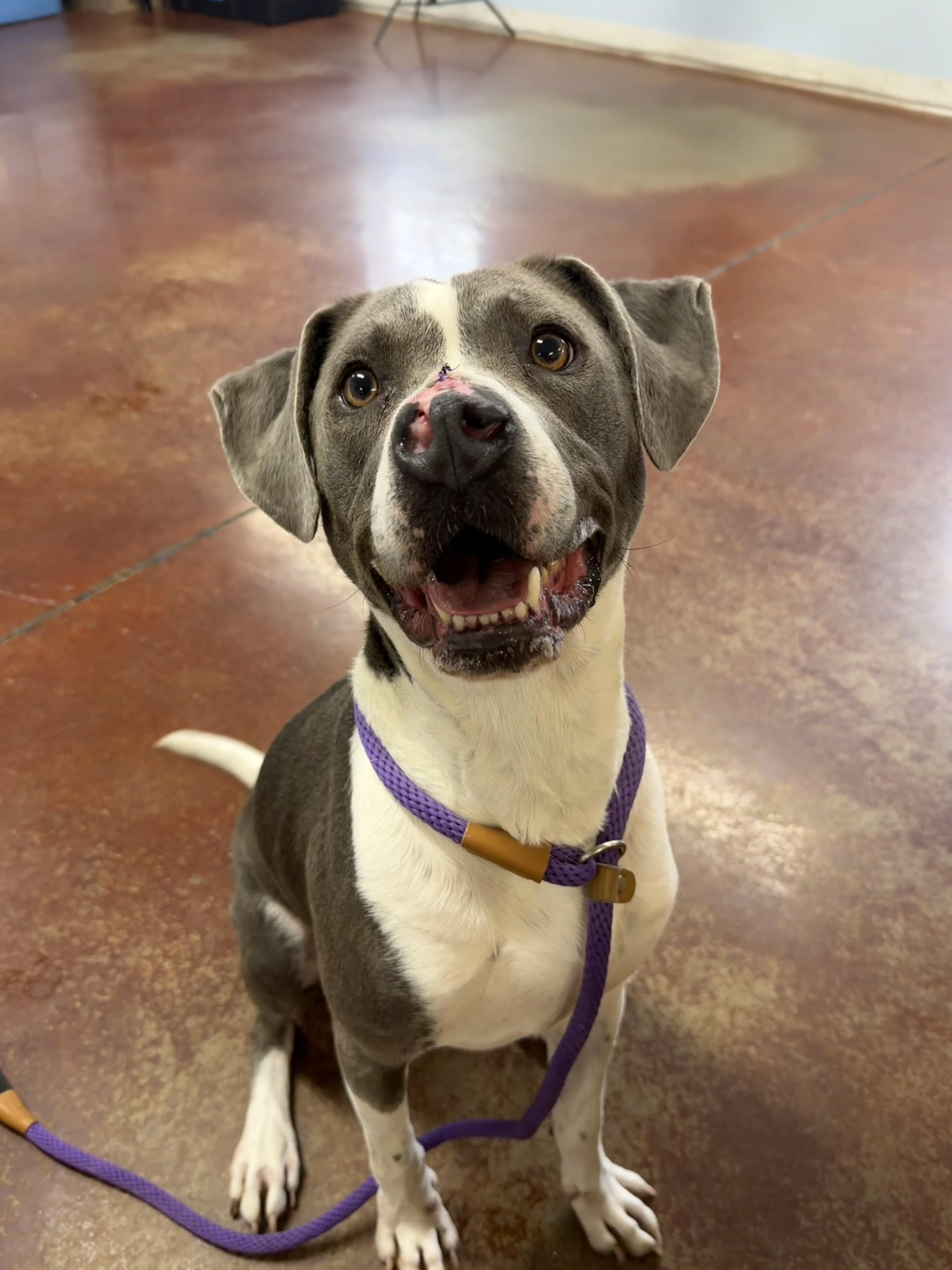 Enlarge Mort, a Adoptable mixed breed in Shelbyville, KY image 3/4