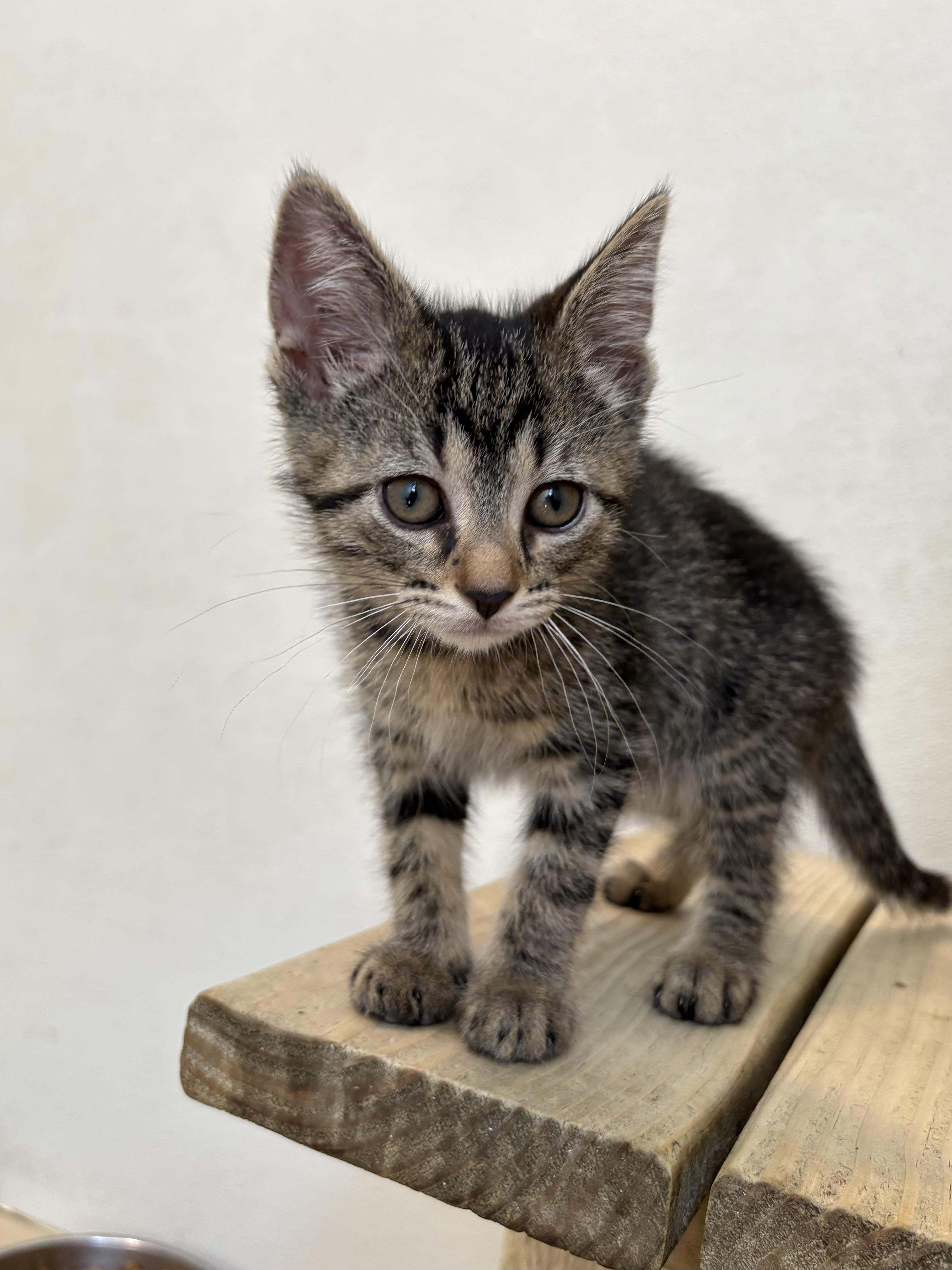 Fat Amy, a Adoptable Domestic Short Hair in Chicago, IL image 4/5
