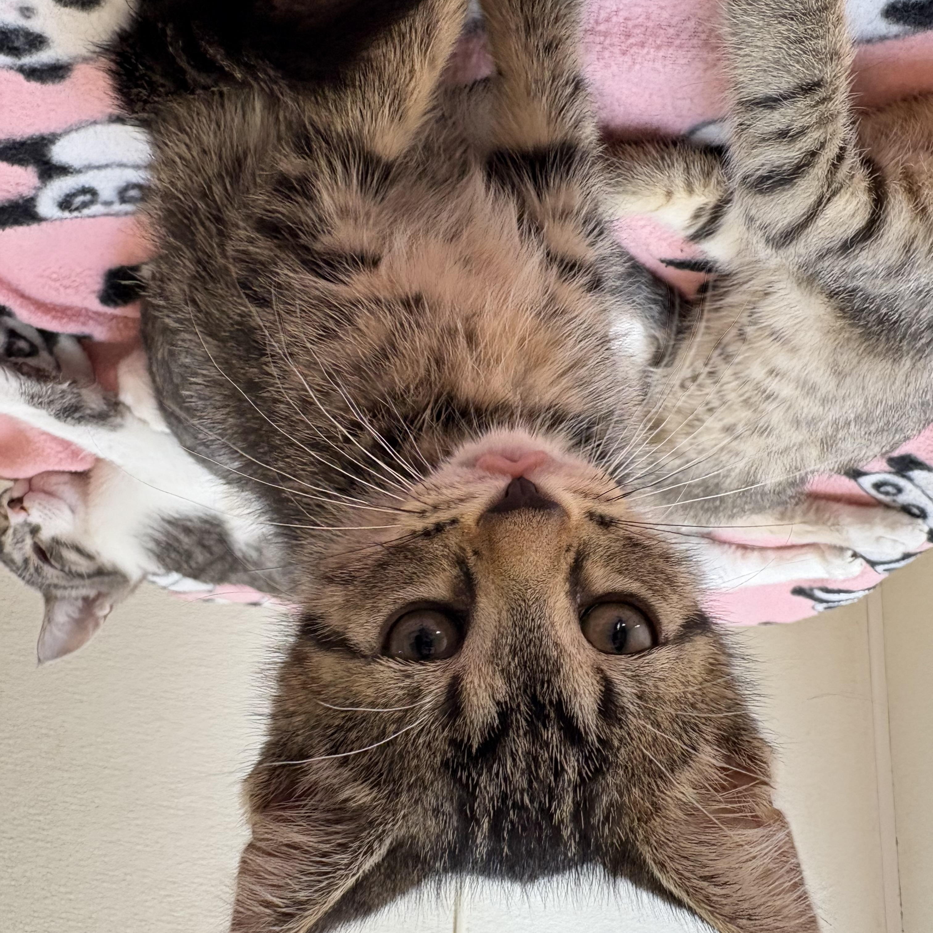 Fat Amy, a Adoptable Domestic Short Hair in Chicago, IL image 5/5