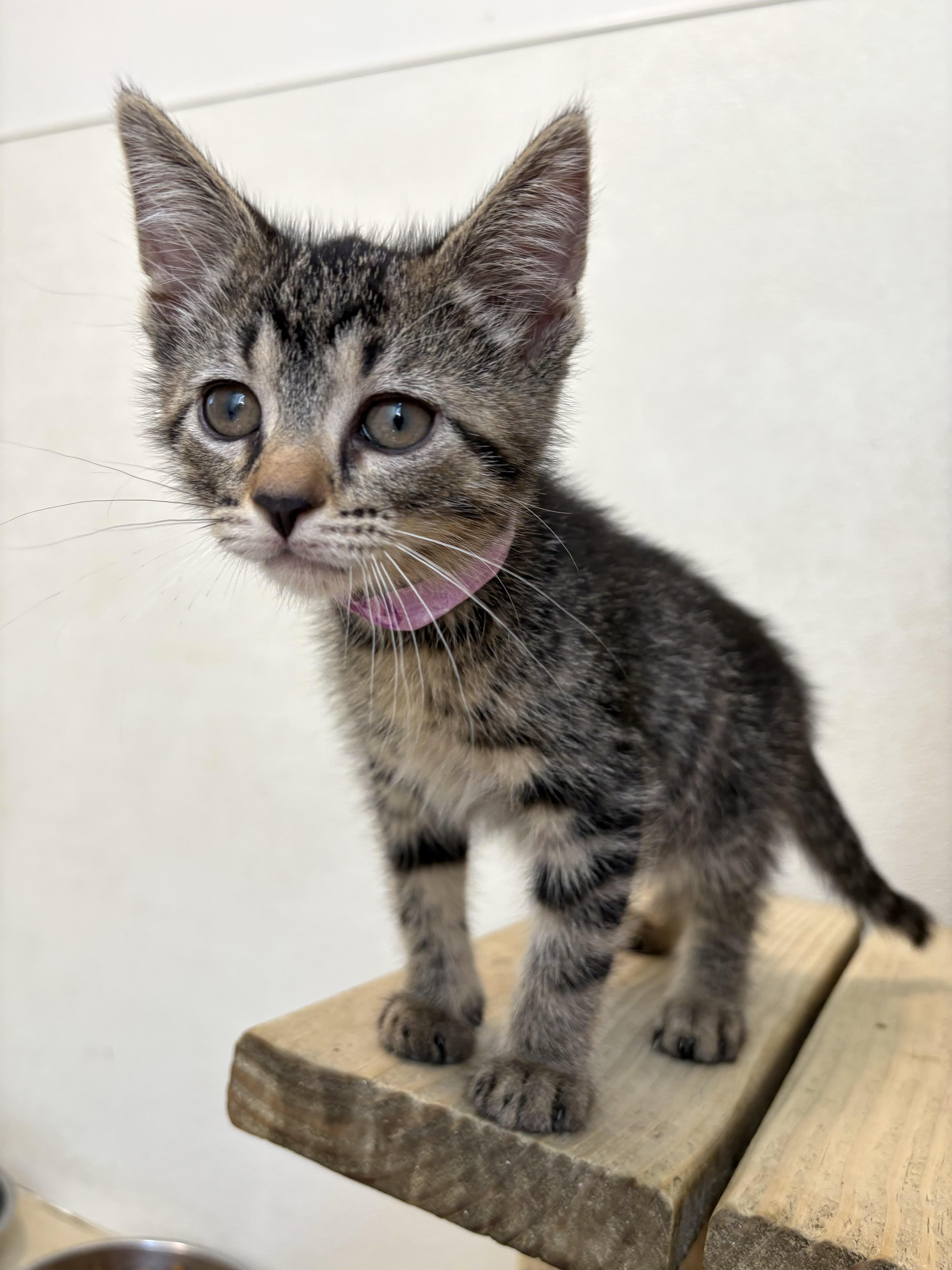 Fat Amy, Adoptable, Kitten Female Domestic Short Hair.