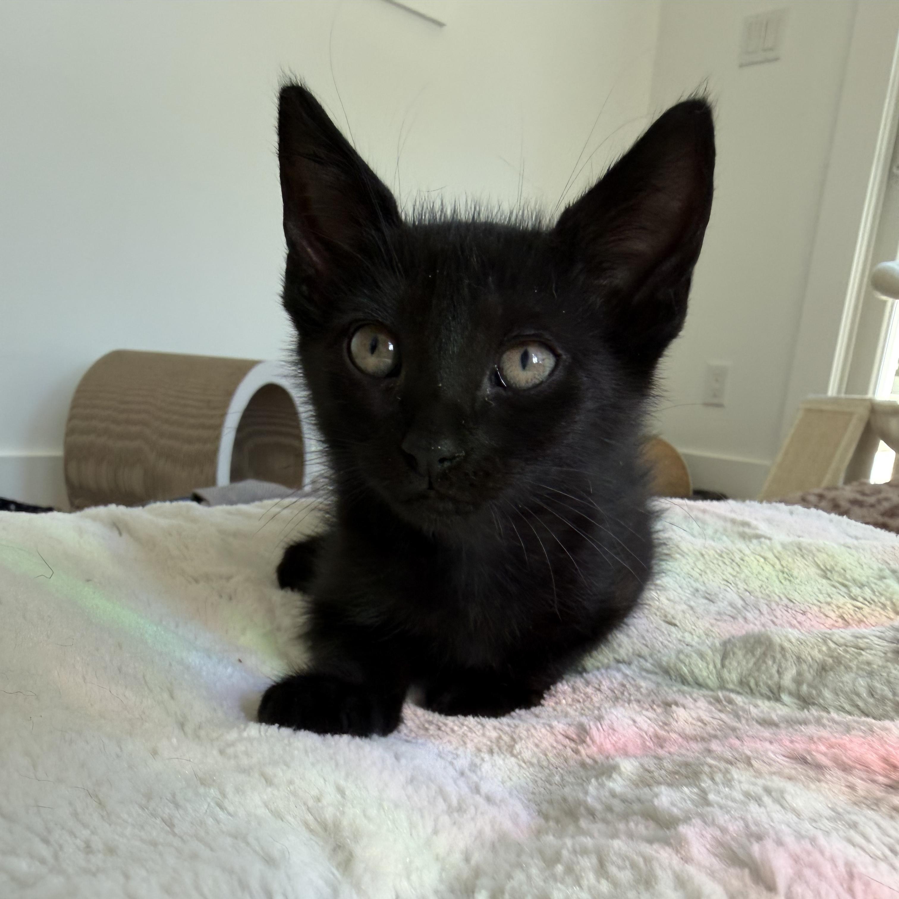 Demetrius, a Adoptable mixed breed in Moriches, NY image 4/4