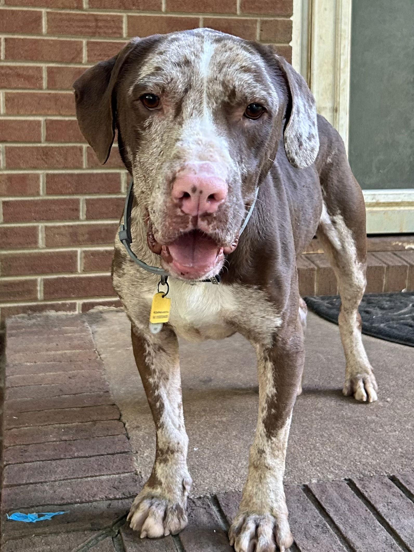 Jasper, Adoptable, Adult Male Catahoula Leopard Dog & Terrier.