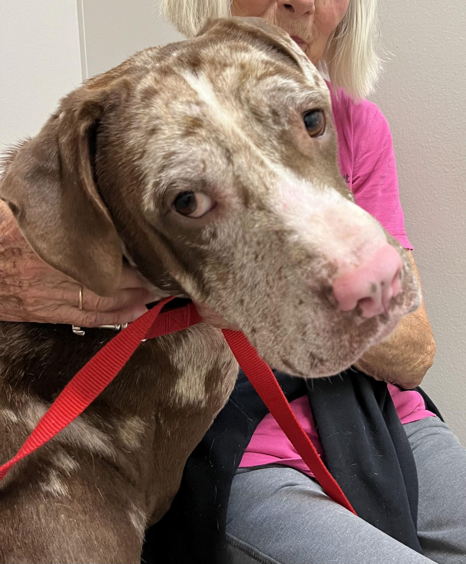 Jasper, a Adoptable mixed breed in Rural Hall, NC image 2/3