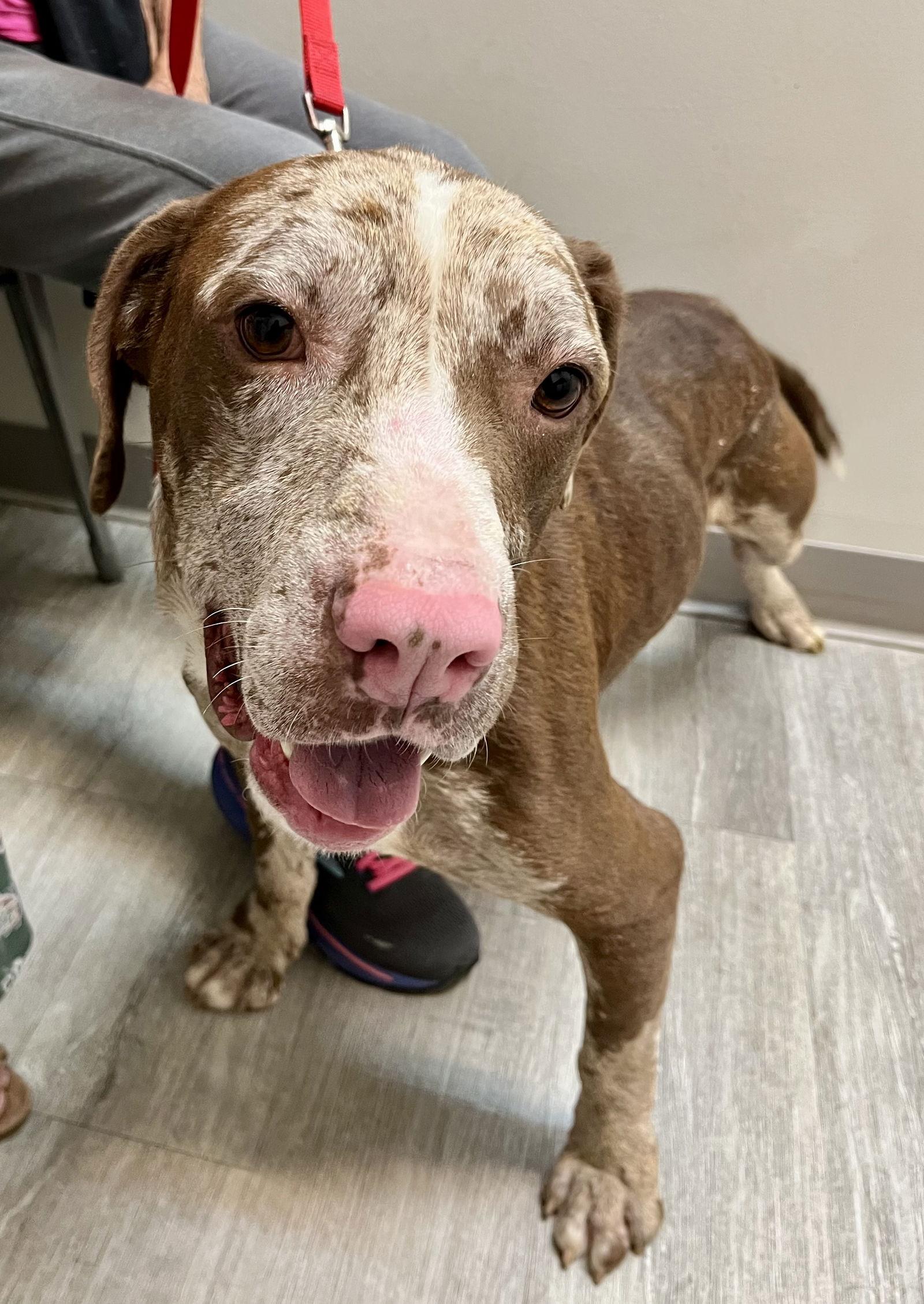 Jasper, a Adoptable mixed breed in Rural Hall, NC image 3/3