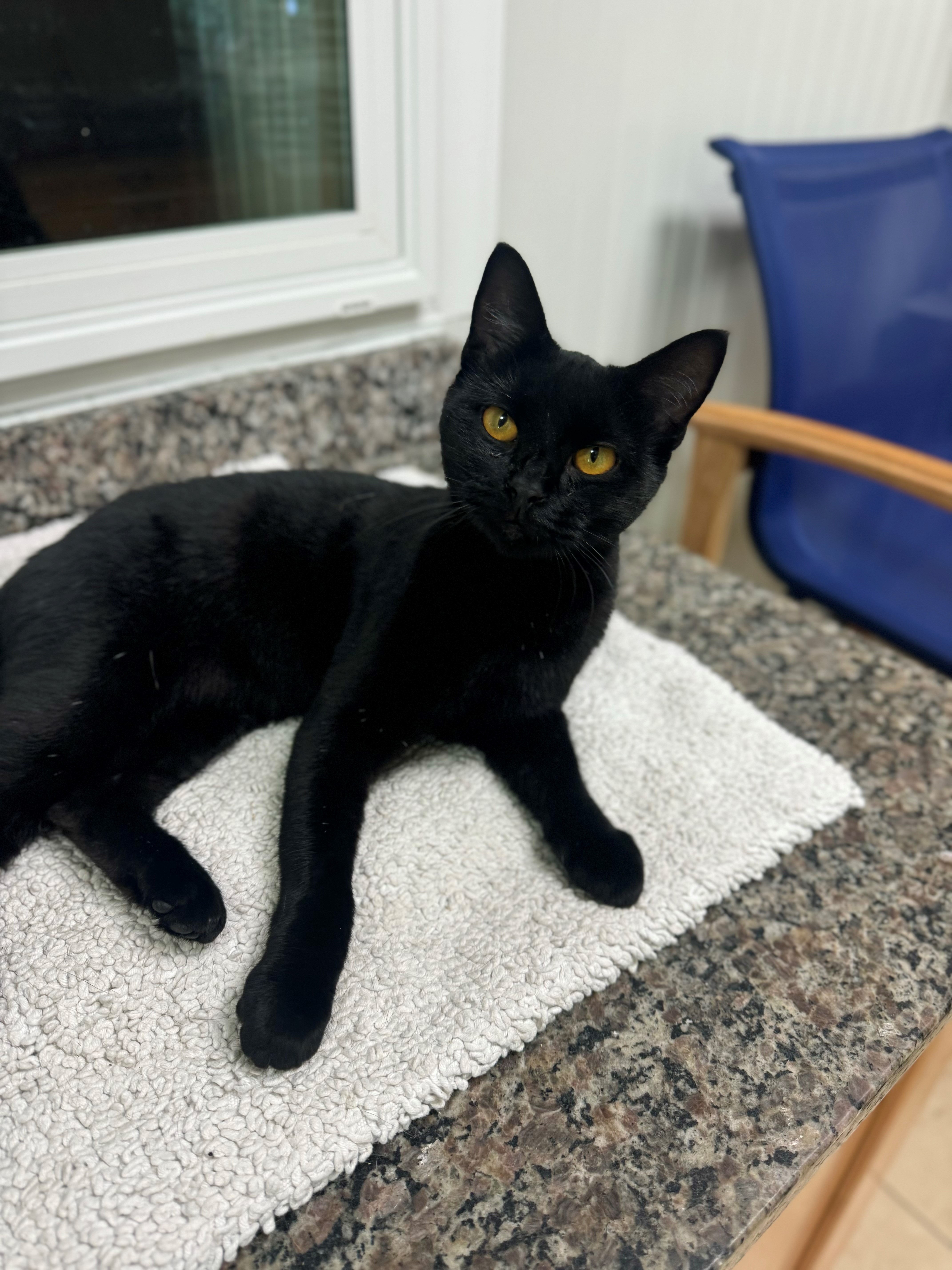 Cat for adoption Robin, a Domestic Short Hair in Hilton Head Island