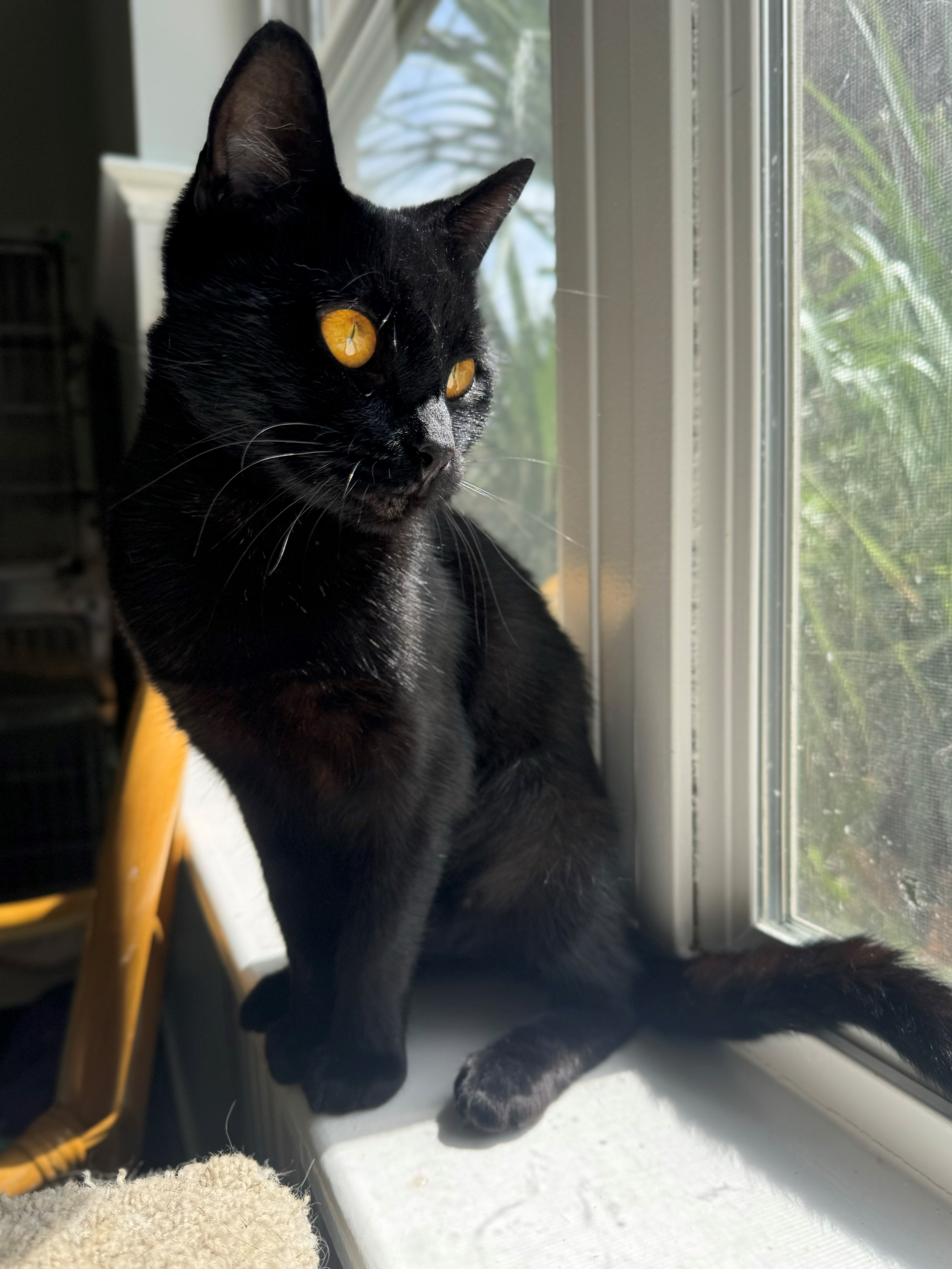 Cat for adoption Robin, a Domestic Short Hair in Hilton Head Island