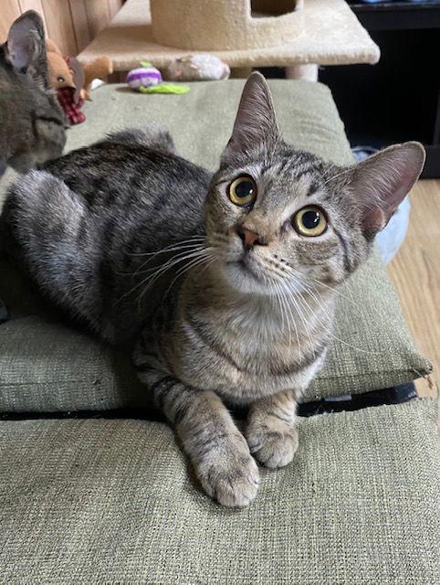 Nacho 6.14.20, Adoptable, Adult Male Tabby & Domestic Short Hair.