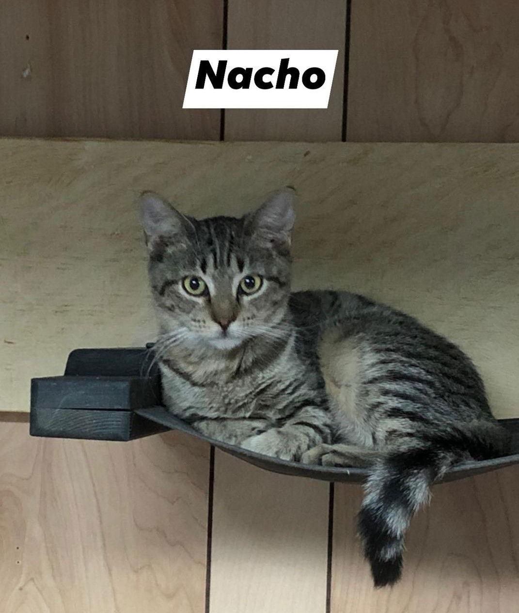 Enlarge Nacho 6.14.20, a Adoptable mixed breed in Apopka, FL image 2/3