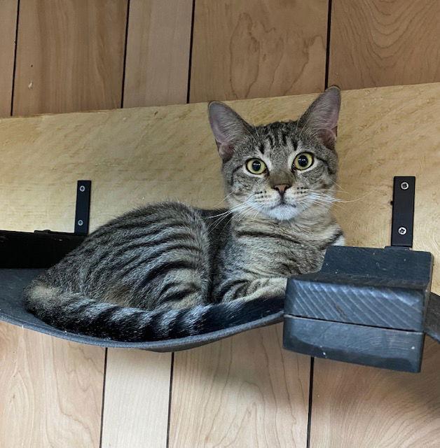 Enlarge Nacho 6.14.20, a Adoptable mixed breed in Apopka, FL image 3/3