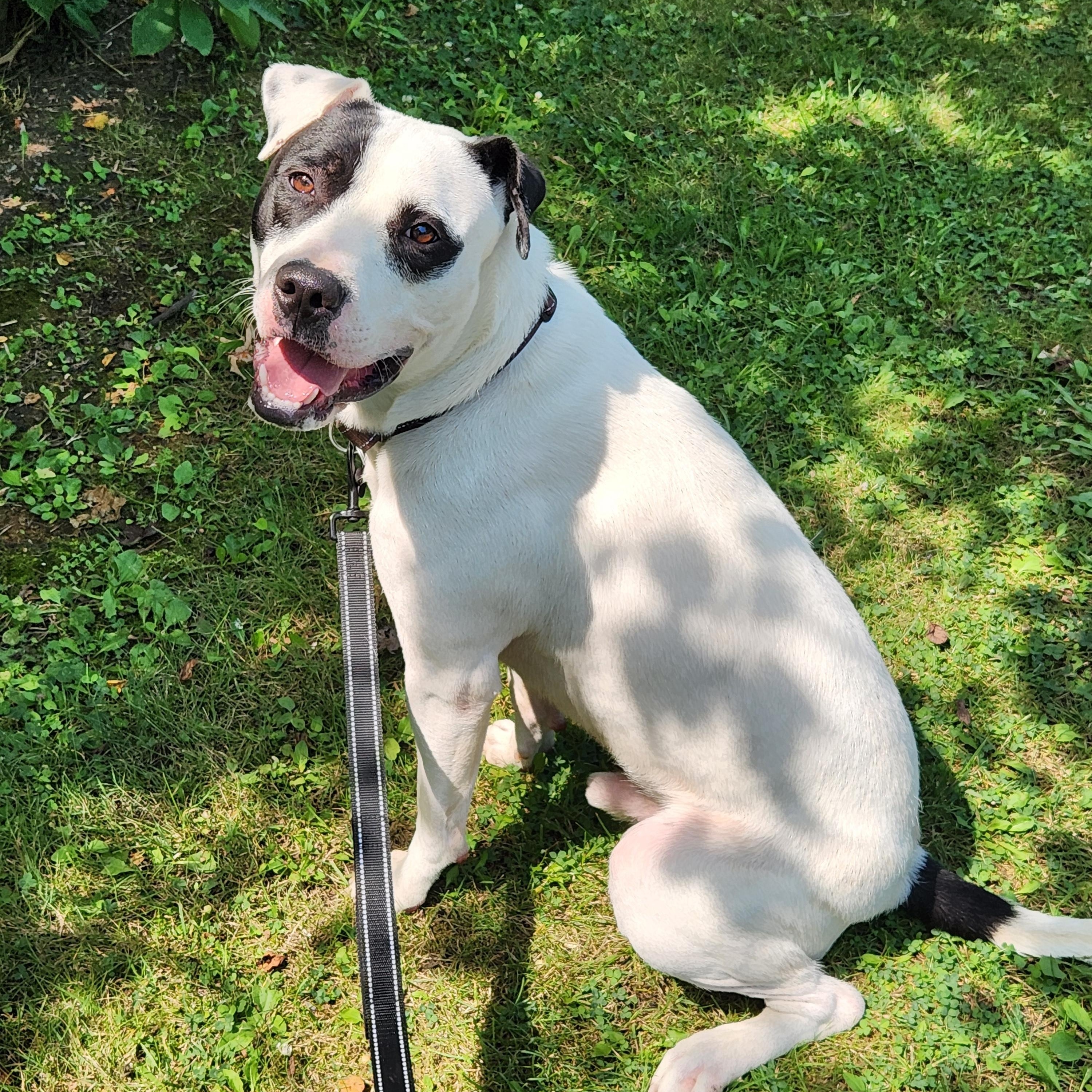 Petey FKA Dandy, adoptable, Young Male Pit Bull Terrier.